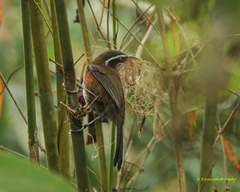 Pomatorhinus schisticeps