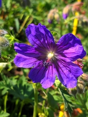 Geranium gymnocaulon, photograph Denys Vynokurov, CC BY, iNaturalist via GBIF