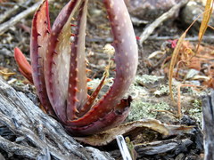 Aloe microstigma