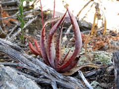 Aloe microstigma