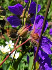 Geranium gymnocaulon, photograph Denys Vynokurov, CC BY, iNaturalist via GBIF