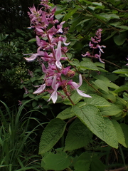 Ocimum labiatum