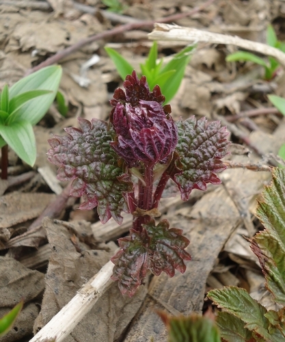 Urtica platyphylla iNat (2)