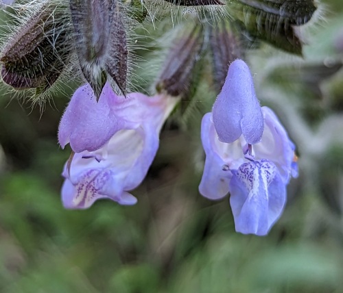 Turkish Cliff Sage (Salvia recognita)
