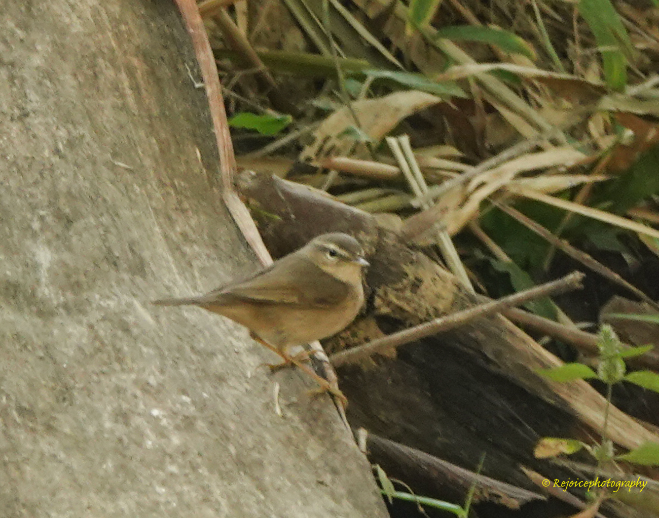 Dusky Warbler