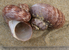 Modelia granosa