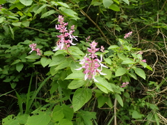 Ocimum labiatum