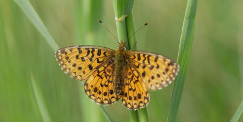 Eurasian Silver-bordered Fritillary, Lemelerveld, Nederland, photo 10 of 10