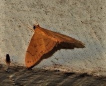 Hyalobathra crenulata