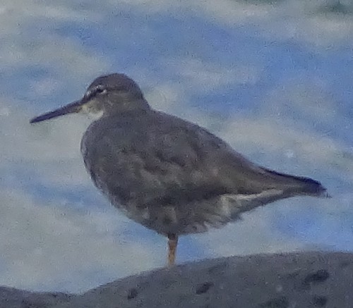 Tringa incana