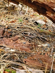 Plethodon cinereus image