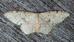 Idaea halmaea