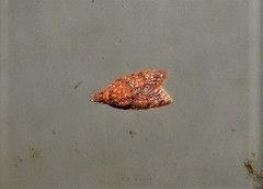 Lophopepla igniferella