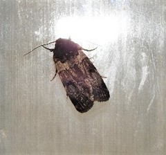 Thoracolopha flexirena