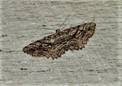 Boarmia curtaria