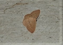 Scopula oppilata