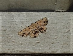 Sandava scitisignata