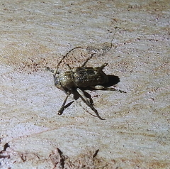 Pterolophia