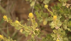 Pegolettia baccaridifolia