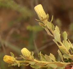 Pegolettia baccaridifolia