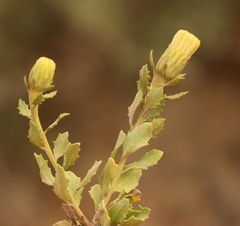 Pegolettia baccaridifolia