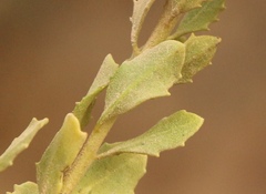Pegolettia baccaridifolia
