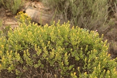 Pegolettia baccaridifolia