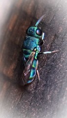 Chrysidoidea
