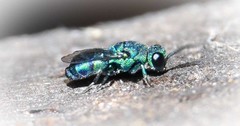 Chrysidoidea