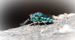 Chrysidoidea