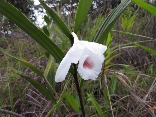 Sobralia valida