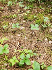 Lithobates sylvaticus image