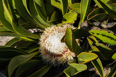 Protea cryophila