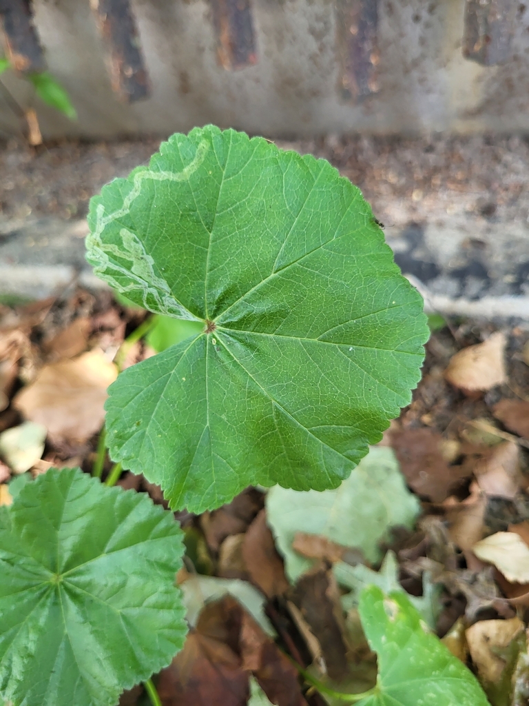 Mallow Leaf Miner