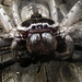 Banded Huntsman Spiders - Photo (c) Nick Lambert, some rights reserved (CC BY-NC-SA), uploaded by Nick Lambert