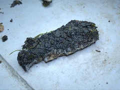 Fuscopannaria mediterranea