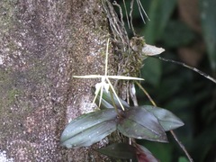 Epidendrum nocturnum