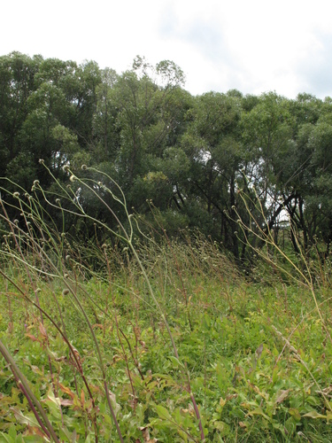 Cephalaria litvinovii, photograph 6