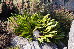 Protea cryophila