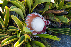 Protea cryophila