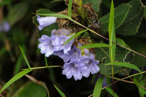 Strobilanthes kunthiana