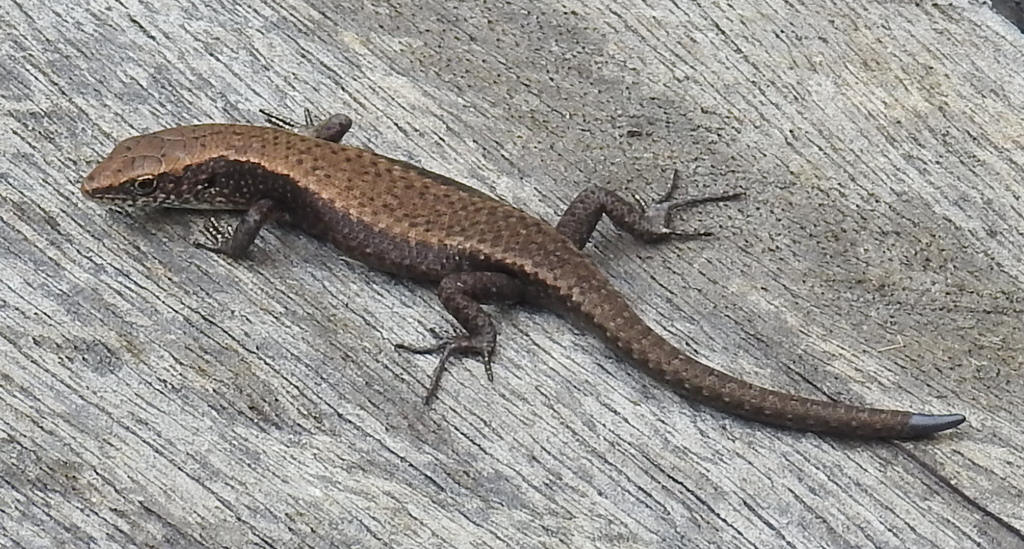 Carlia peronii (Carlia peronii)