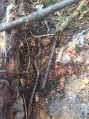 Plethodon cinereus image
