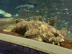 Shaggy Sea Raven photo 2