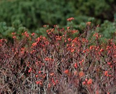 Sorbus sambucifolia
