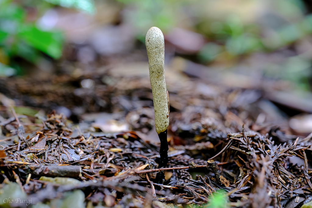 Pseudoxylaria
