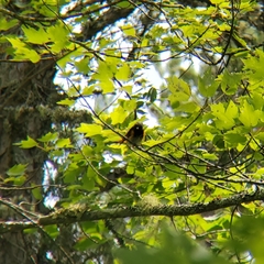 Setophaga ruticilla image