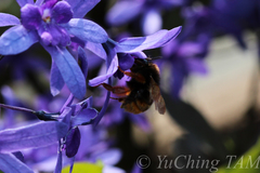 Bombus eximius