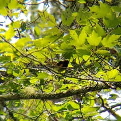 Setophaga ruticilla image