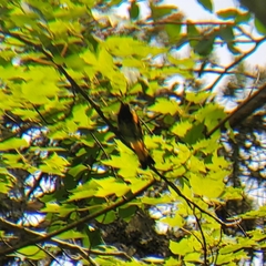 Setophaga ruticilla image